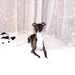 Nate' - Italian Greyhound