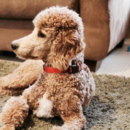 Lucy - Poodle