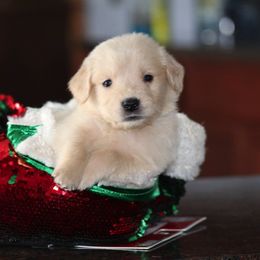 Golden Retriever Puppies from Cynthia's Golden Retrievers