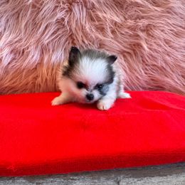 Dahlia - Orange sable female Pomeranian puppy in Success, Missouri from Sweet Success