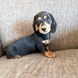 Mona 2000 - Black and cream female Dachshund puppy in Tonopah, Arizona from Brandie's Dachshunds