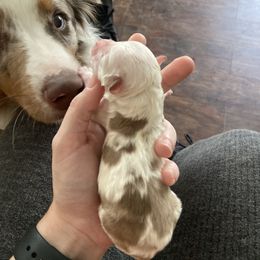 Miniature Australian Shepherd Puppies from Matpip Pups