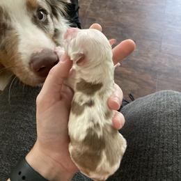 Miniature Australian Shepherd Puppies from Matpip Pups