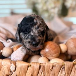 Thelma - Merle female Goldendoodle puppy in Saint Louis, Missouri from Jax Doodles