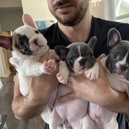 French Bulldog Puppies from Flat Face French Bulldogs