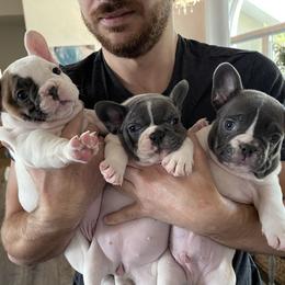 French Bulldog Puppies from Flat Face French Bulldogs