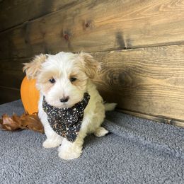 Louie - Parti male Maltipoo puppy in Middlebury, Indiana from Pine Grove Canines