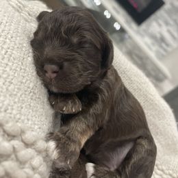 Cockapoo Puppies from Doodle Corner
