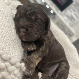 Cockapoo Puppies from Doodle Corner