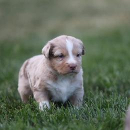 GW - Red merle male Australian Shepherd puppy in Cedar City, Utah from 10-BAR-Y RANCH