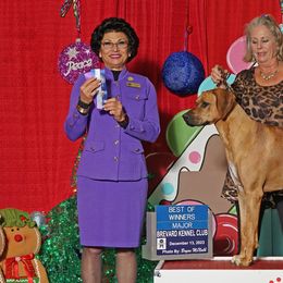Affenpinschers and Rhodesian Ridgebacks from Tamari Affenpinchers and Oakhurst Rhodesians