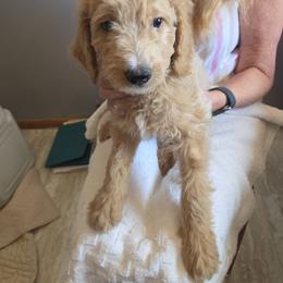 Tuesday - Apricot male Goldendoodle puppy in Goldenvalley, Arizona from Sunshine Doodles