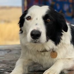 Border Collies from Jocelyn's Border Collies