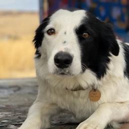 Border Collies from Jocelyn's Border Collies