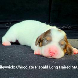 Baileywick - Piebald male Dachshund puppy in Quitman, Mississippi from S-and-A Kennels