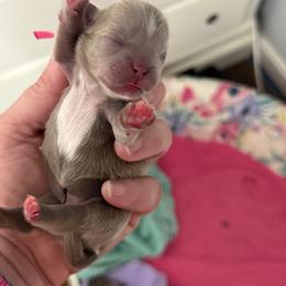 Hot pink girl - Lilac female Shih Tzu puppy in Berkeley Springs, West Virginia from Sandridge Shih Tzus