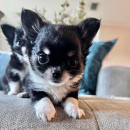 Boy2 - Black and white male Chihuahua puppy in Davenport, Florida from Clan Cordovathone