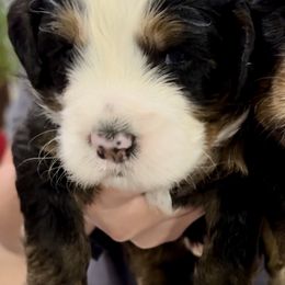 Aussiedoodle and Bernedoodle Puppies from LolliPop Farms