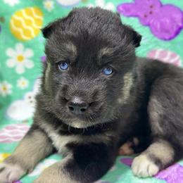 AKC Benjamin - Agouti and white male Siberian Husky puppy in Centreville, Maryland from Huskies By the Bay