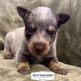 Cedar - Blue male Australian Cattle Dog puppy in Atwood, Kansas from Grit ‘n’ Grace Ranch