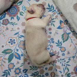 Red collar - Yellow male Labrador Retriever puppy in Myakka City, Florida from Hearing Hearts Labradors