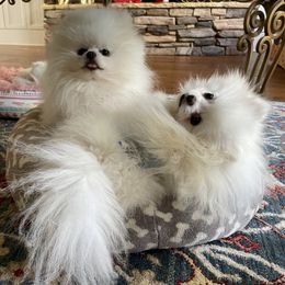 Pomeranian Puppies from Sparkle Plenty Poms