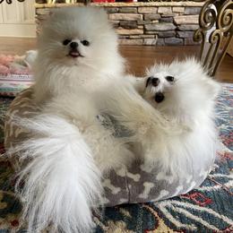 Pomeranian Puppies from Sparkle Plenty Poms