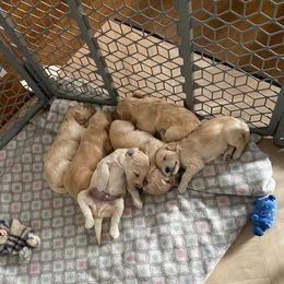 Goldendoodle Puppies from Hannah Mae Doodles