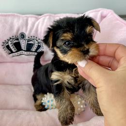 Dior - Blue and gold female Yorkshire Terrier puppy in New York from Yorkies Boutique