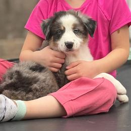 Chevy - Blue merle male Australian Shepherd puppy in Columbia, Kentucky from Caywood Aussies