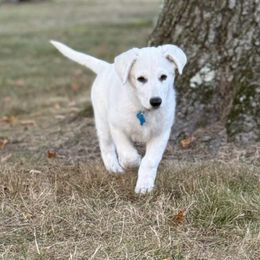 Blue Boy - White male Berger Blanc Suisse puppy in New Castle, Pennsylvania from Thornvalley White Swiss Shepherds