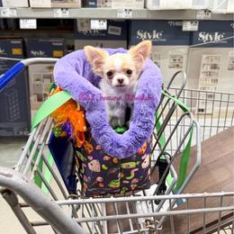 Poison Ivy - Cream and white female Chihuahua puppy in Anderson, South Carolina from Lil Treasures Chihuahuas
