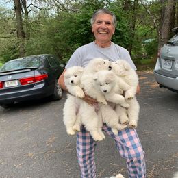 Samoyed Puppies from Cascade Samoyeds
