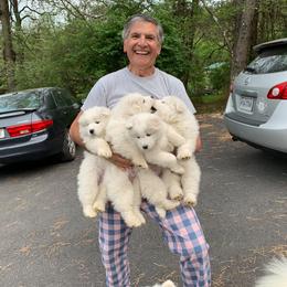 Samoyed Puppies from Cascade Samoyeds