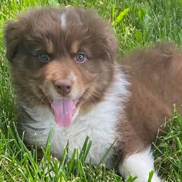 Australian Shepherds and Pembroke Welsh Corgis from Mallory Pembroke Welsh Corgis And Australian Shepherds