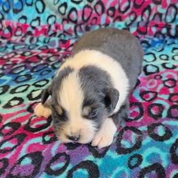 Tyler - Black tri-color male Australian Shepherd puppy in Leonard, Texas from Tin Roof Aussies