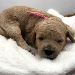 Marcia Brady - Apricot female Goldendoodle puppy in O'fallon, Missouri from Rockin R Doodles