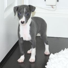 Amira Female 2 - Blue female Italian Greyhound puppy in Sparta Tn And Caryville Fl, Tennessee from Summerwind Kennel