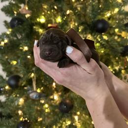 Wesson - Chocolate male Labrador Retriever puppy in Hillman, Michigan from Northrop Farm