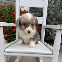 Full fluffy Eliza - Blue merle and white female American Corgi puppy in Decatur, Texas from Bar S Corgis