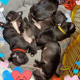 French Bulldog Puppies from Three Vine Frenchies