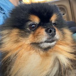 Pine & Sea’s Little Guy - Pomeranian