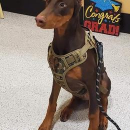 Doberman Pinscher Puppies from Providence Dobermans