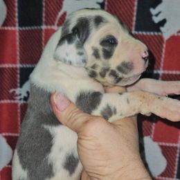 Paprika - Harlequin female Great Dane puppy in Biscoe, North Carolina from Clouser's Bodacious Danes