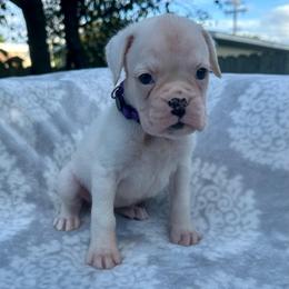 Purple - Elsa - White female Boxer puppy in Watervliet, New York from Shamrock's Boxers
