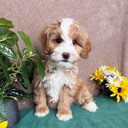 Mocha - Red female Bernedoodle puppy in Seymour, Missouri from D and D’s Dandy Doodles