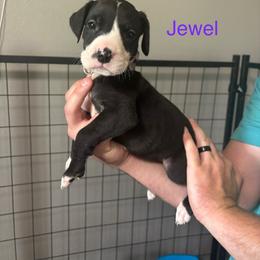 Jewel - Mantle female Great Dane puppy in Ash Grove, Missouri from Dashing Danes