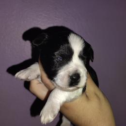Jack Jack - Parti male Miniature Schnauzer puppy in Florida from Central Florida Schnauzers