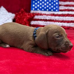 Leramie - Chocolate male Dachshund puppy in Lincoln, Arkansas from Red Dirt Dachshunds