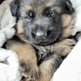 Boy 1 - German Shepherd puppy in Snohomish County, Washington from Vom Haus Rae